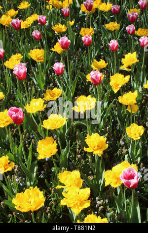 Close-up Gelb doppel Tulpen und rosa Tulpen in voller bunten Blüte im Keukenhof Gärten in der Nähe von Lisse in Südholland, Niederlande. Stockfoto