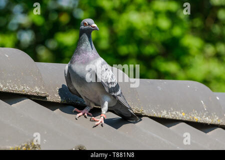 Schöne Racing Pigeon auf dem Grat des Daches. Stockfoto