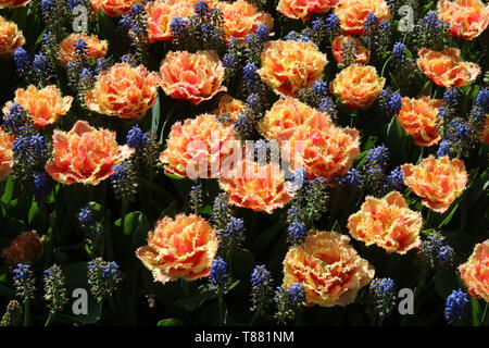 Ansicht der Hyazinthen und Tulpen in voller bunten Blüte im Keukenhof Gärten in der Nähe von Lisse in Südholland, Niederlande. Stockfoto