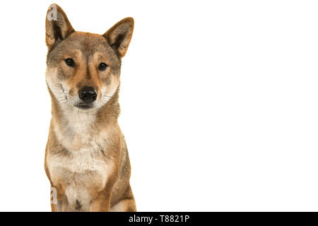 Porträt einer Shikoku Hund eine japanische Rasse entfernt auf einem weißen Hintergrund Blick isoliert Stockfoto