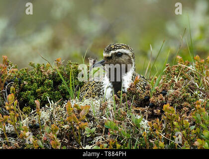 Nach Goldregenpfeifer auf Nest, Haugsetter, Norwegen Stockfoto