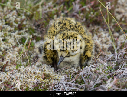 Goldregenpfeifer Küken, Unst, Shetland Stockfoto