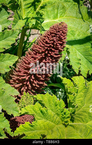 Die gunnera Pflanze in Blüte Stockfoto