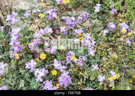 Büschel der hauptsächlich drei Hörnern (Matthiola tricuspidata) wächst auf einer Klippe in der Nähe von Bonifacio auf Korsika Stockfoto