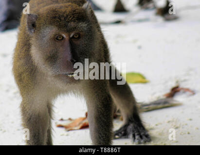 Wütend isoliert Monkey (Krabben - essen Long-tail Makaken, Macaca fascicularis) am weißen Sandstrand auf Ko Phi Phi, Thailand Stockfoto