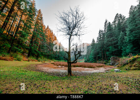 Herbst - Schöne deodar Wald in Manali, Himachal Pradesh, Indien - Stockfoto