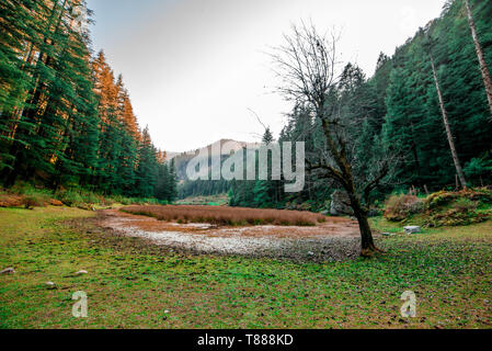 Herbst - Schöne deodar Wald in Manali, Himachal Pradesh, Indien - Stockfoto