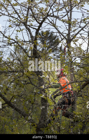 Männliche Baumzüchter aka Baum Chirurg in Gut sichtbare Kleidung und Schutzhelm Helm mit Kettensäge zu beschneiden, schnitt er Baum oder hoch oben in den Baumwipfeln Stockfoto