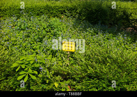 Nur Anwohner/Bewohner Parkplatz Schild in einem Blumenbeet/flower bed, welches vollständig mit Vegetation überwuchert. (108) Stockfoto