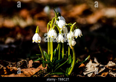 Frühling Schnee Flocken aus der Tschechischen Republik Stockfoto