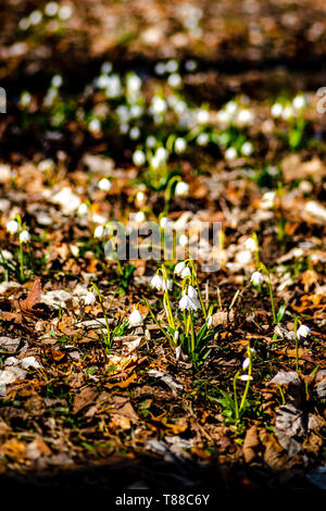 Frühling Schnee Flocken aus der Tschechischen Republik Stockfoto