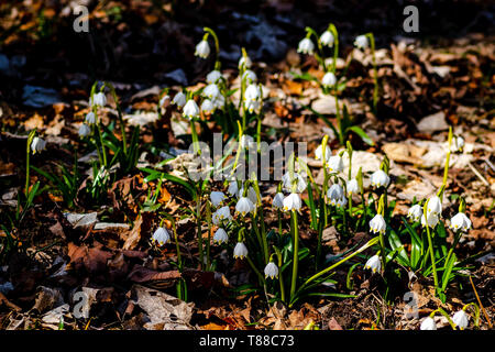 Frühling Schnee Flocken aus der Tschechischen Republik Stockfoto