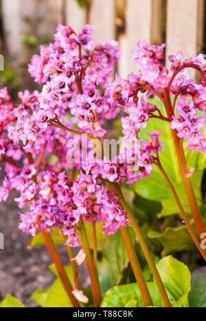 Bergenia cordifolia ('s Elephant Ohren). Stockfoto