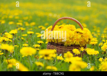 Löwenzahn gelbe Blumen Blumenstrauß in einem Korb im Sonnenlicht, frische Frühling Löwenzahn Blume für gesundes Essen. Stockfoto