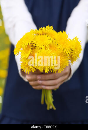 Girl's Hände halten einen Blumenstrauß der hellen gelben Löwenzahn. Stockfoto