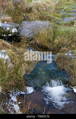 Detail von einem kleinen Bach, Grim's Lake, auf Hookney Moor, Dartmoor, Devon, Großbritannien Stockfoto