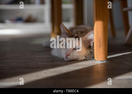 Eine weiße LaPerm Katze liegt unter den Tisch und sieht in die Kamera. Stockfoto