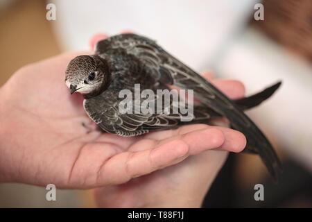 Hand junge Mauersegler Stockfoto