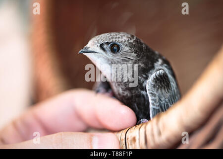 Hand junge Mauersegler Stockfoto