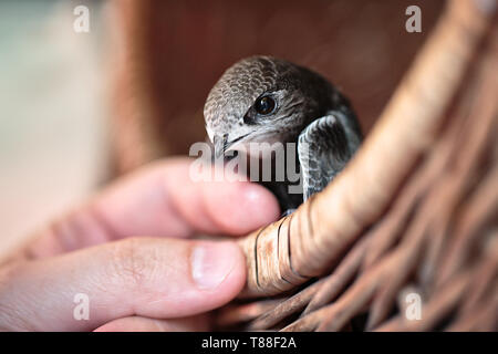 Hand junge Mauersegler Stockfoto