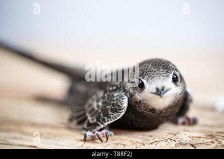 Hand junge Mauersegler Stockfoto