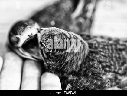 Hand junge Mauersegler Stockfoto