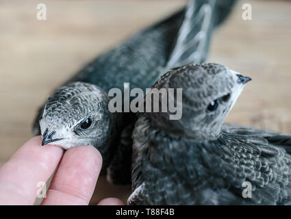 Hand junge Mauersegler Stockfoto