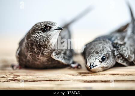 Hand junge Mauersegler Stockfoto