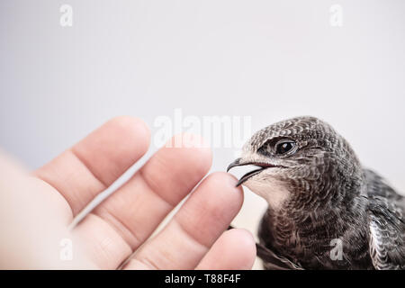 Hand junge Mauersegler Stockfoto