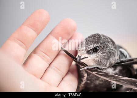 Hand junge Mauersegler Stockfoto