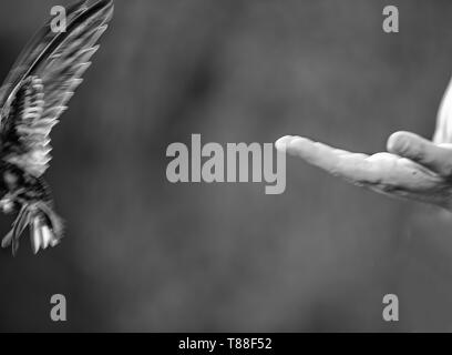 Hand junge Mauersegler Stockfoto