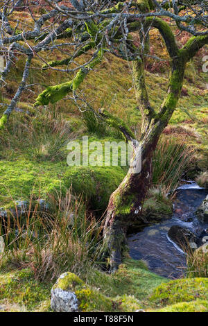 Ein kleiner Bach, Grim's Lake, auf Hookney Moor, Dartmoor, Devon, Großbritannien Stockfoto