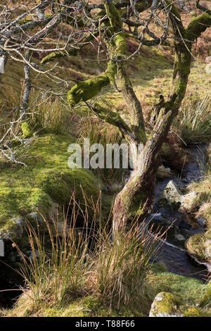 Ein kleiner Bach, Grim's Lake, auf Hookney Moor, Dartmoor, Devon, Großbritannien Stockfoto