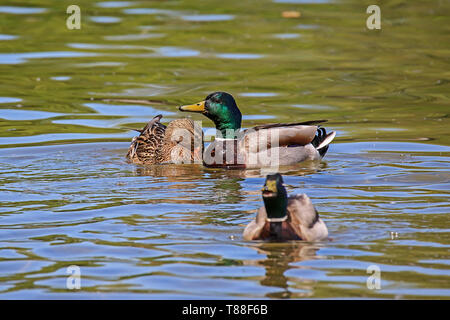 Drei Stockenten schwimmen auf den Ammersee Stockfoto