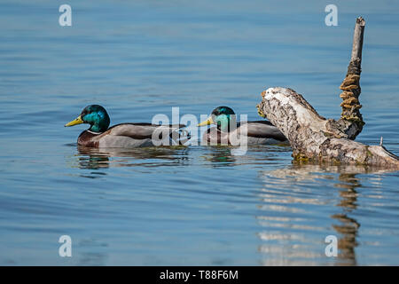 Zwei männliche Stockenten schwimmen hinter alten morschen Baumstamm den Ammersee Stockfoto