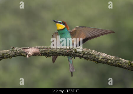 Wunderbare Landung der Europäischen bee Eater (Merops apiaster) Stockfoto