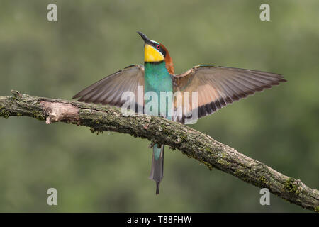 Wunderbare Landung der Europäischen bee Eater (Merops apiaster) Stockfoto