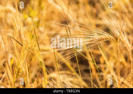 Weizenähren auf dem Feld im sonnigen Tag Stockfoto