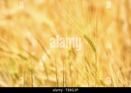 Weizenähren auf dem Feld im sonnigen Tag Stockfoto