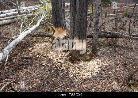 Zwei Pappeln, die Anzeichen von Biber (Castor canadensis) Aktivität. Der Biber ist in den Prozess der Kauen durch die Stämme der Bäume in Orde Stockfoto