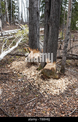 Zwei Pappeln, die Anzeichen von Biber (Castor canadensis) Aktivität. Der Biber ist in den Prozess der Kauen durch die Stämme der Bäume in Orde Stockfoto