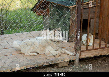 Der Hund hinter dem Zaun in der Kabine. Stockfoto