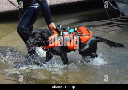 Eine schwarze Lifeguard dog Stockfoto