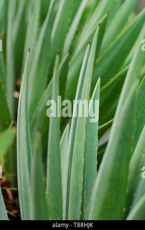 Grüne Blätter von Agave Stockfoto