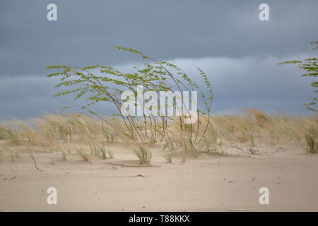 Goldene Sanddünen an der Ostsee mcoast in Poalnd, seltenes trockenes Gras und Pflanzen, windiger, wolkiger Himmel Stockfoto