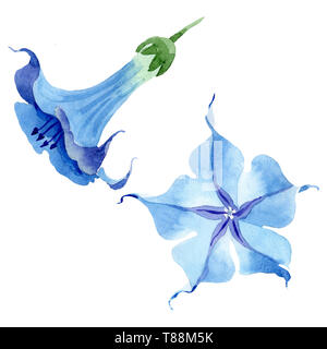 Blau Engelstrompeten floral botanischen Blumen. Aquarell Hintergrund gesetzt. Isolierte engelstrompeten Abbildung Element. Stockfoto