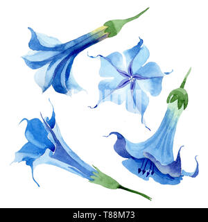 Blau Engelstrompeten floral botanischen Blumen. Aquarell Hintergrund gesetzt. Isolierte engelstrompeten Abbildung Element. Stockfoto