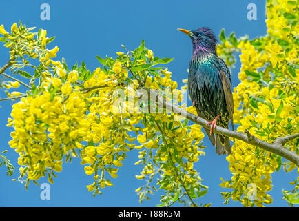 Starling, Wissenschaftlicher Name: Sturnus Vulgaris. Im Goldregen Baum mit leuchtend gelben Blumen thront. Und blauer Himmel. Nach links. Landschaft Stockfoto