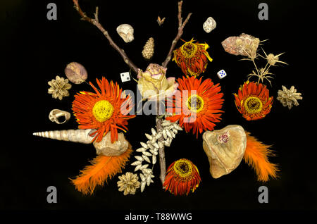 Blass orange Blumen Gerbera mit einem trockenen Rose Bud auf einer trockenen Zweig unter Muscheln und kleine Steine mit orangefarbenen Federn, Würfel und Kegel auf einem schwarzen backgro Stockfoto