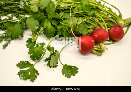 Dill mit frischen Zweigen von Koriander und kleine runde rote Radieschen auf weißem Hintergrund Stockfoto